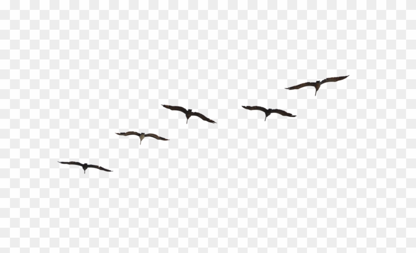 Detail Bird Transparent Background Nomer 45