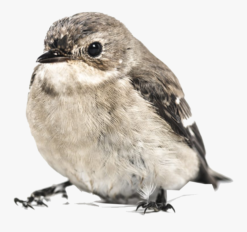 Detail Bird Transparent Background Nomer 47