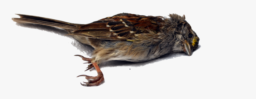 Detail Bird Transparent Background Nomer 54
