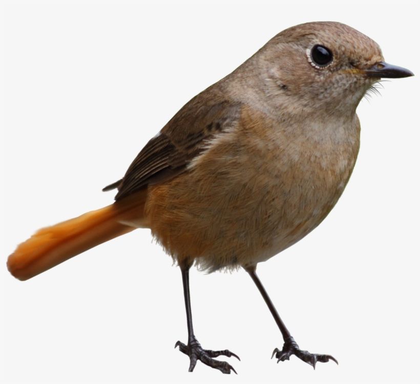 Detail Bird Transparent Background Nomer 7
