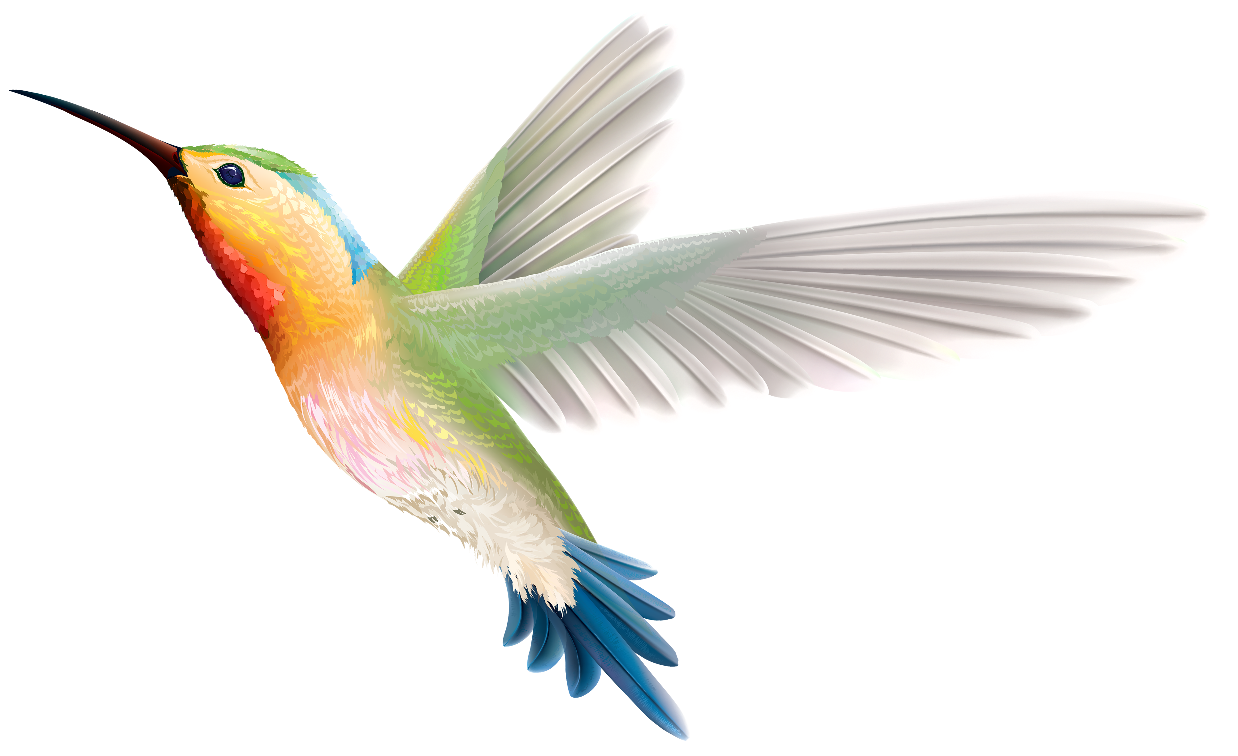 Detail Bird Transparent Png Nomer 18