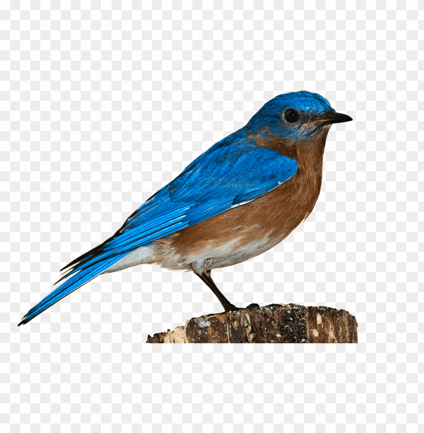 Detail Bird Transparent Png Nomer 3