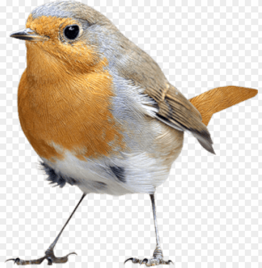 Detail Bird Transparent Png Nomer 4