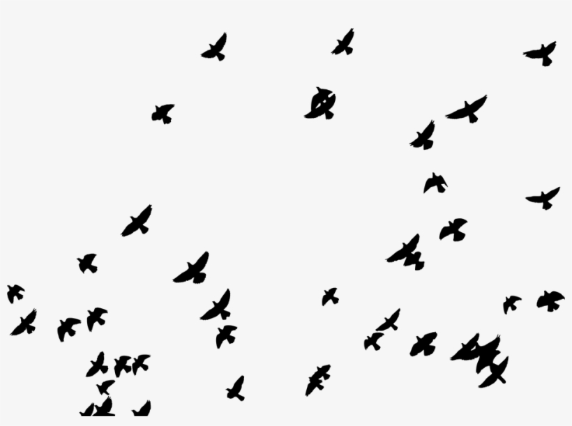 Detail Bird Vector Png Nomer 16