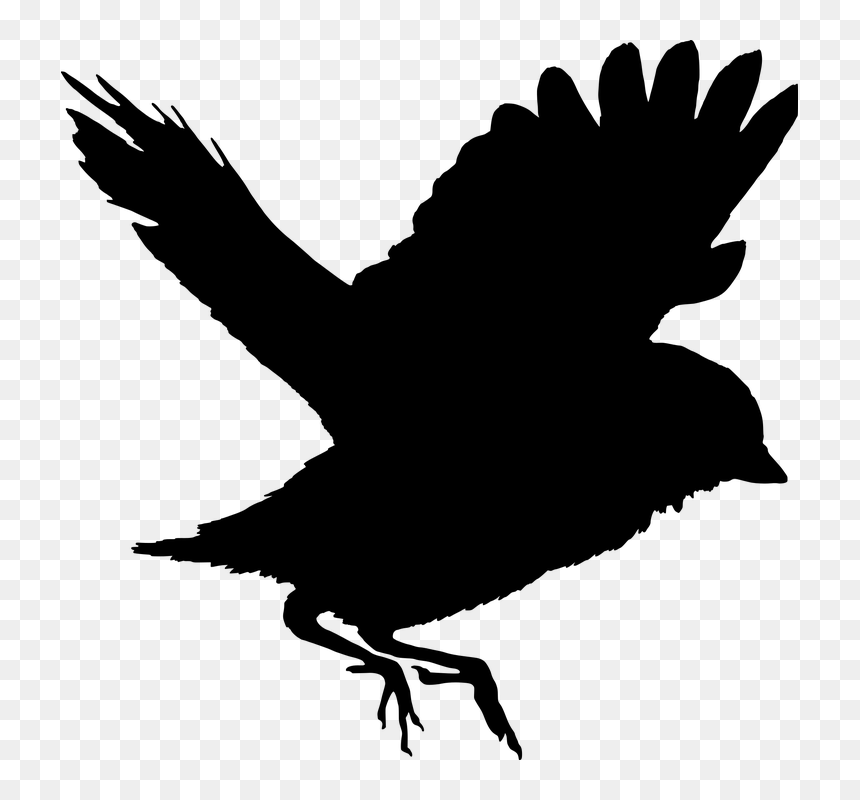 Detail Bird Vector Png Nomer 17