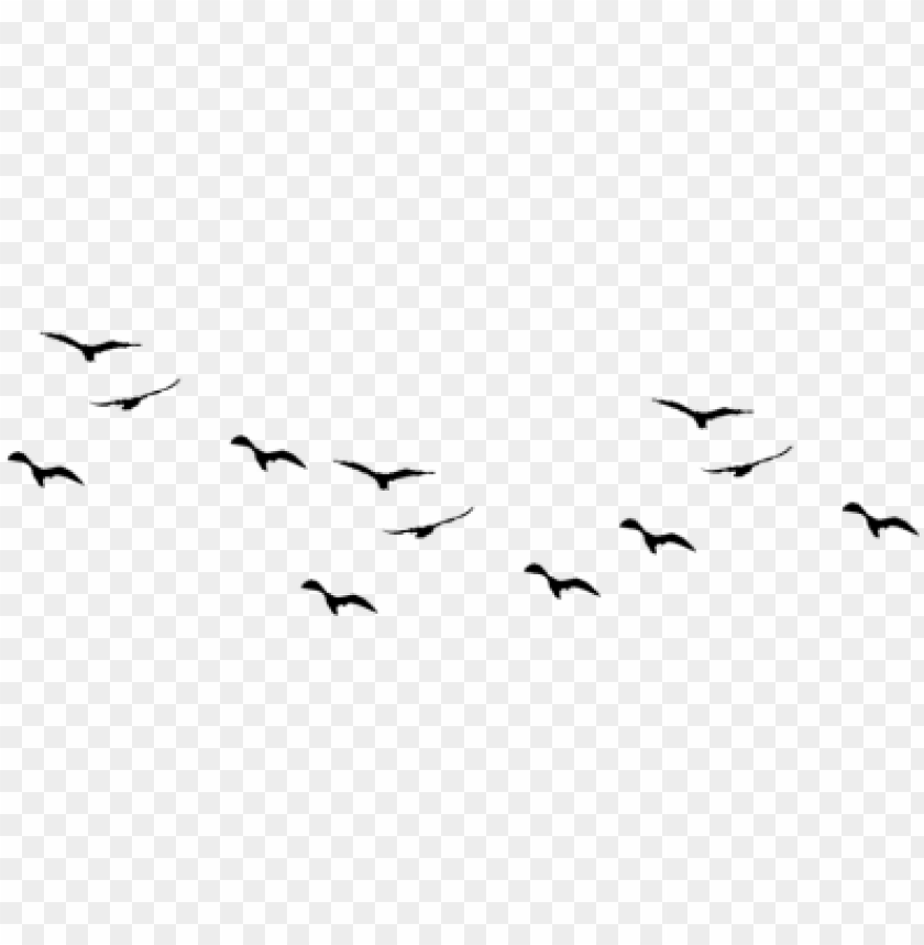 Detail Bird Vector Png Nomer 4