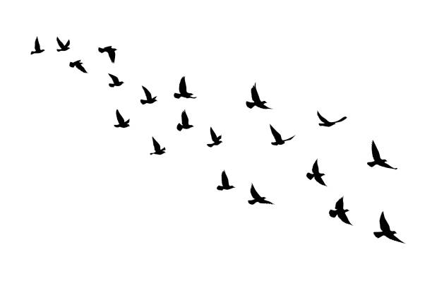Detail Bird Vector Png Nomer 29