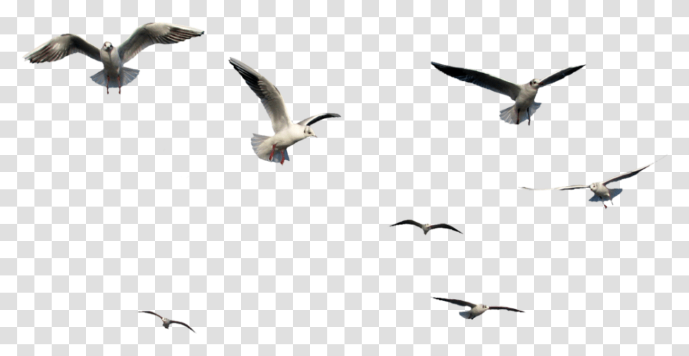 Detail Bird Vector Png Nomer 34