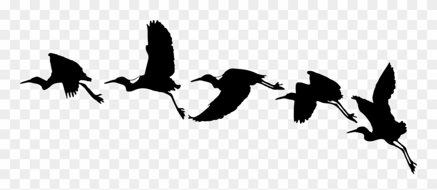 Detail Bird Vector Png Nomer 43