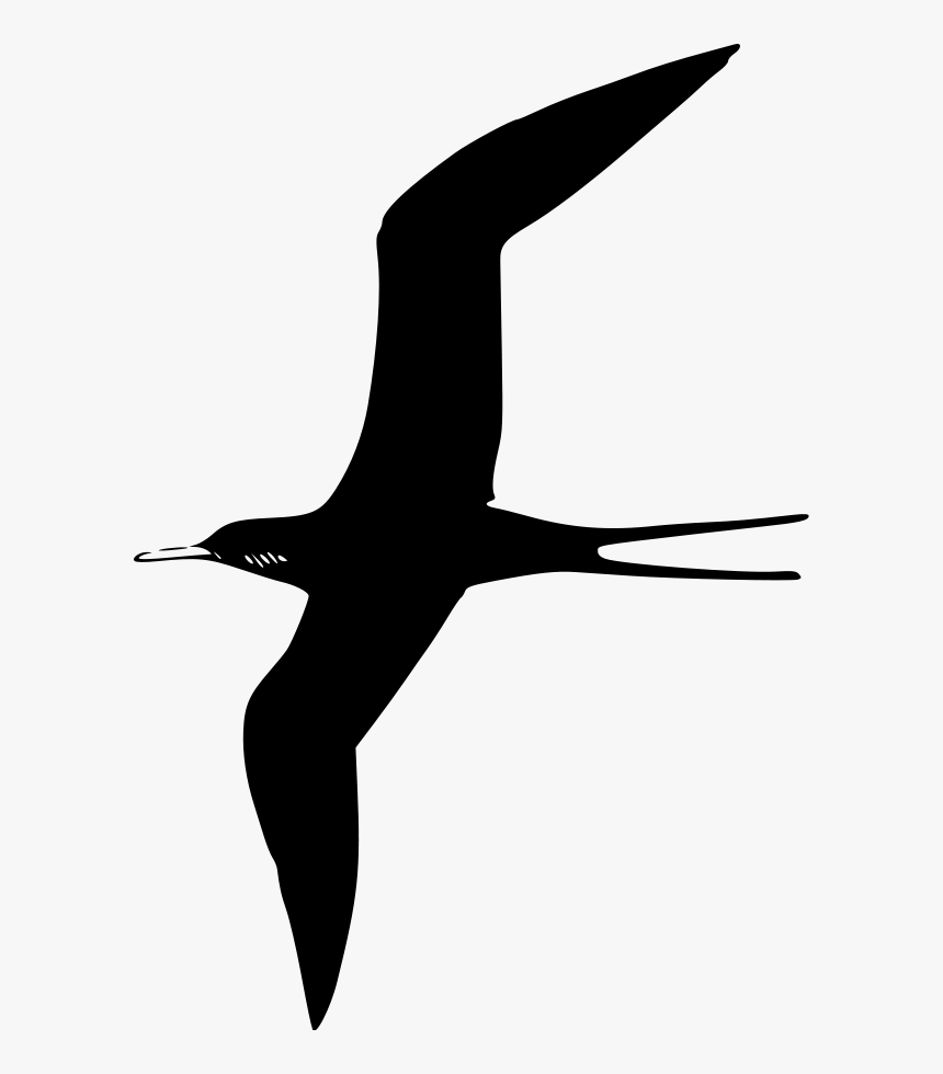 Detail Bird Vector Png Nomer 46