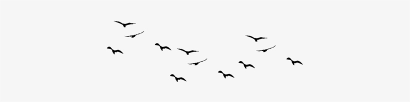 Detail Bird Vector Png Nomer 50