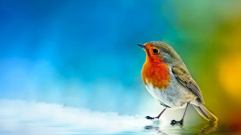 Detail Bird Wallpaper Hd Nomer 12