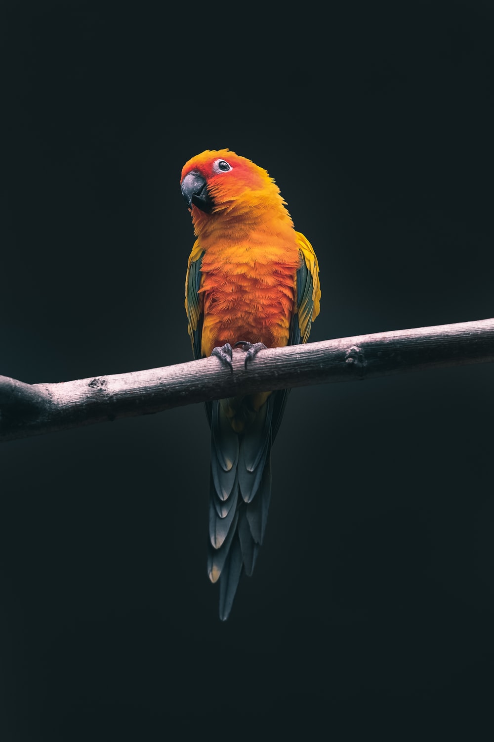 Detail Bird Wallpaper Hd Nomer 3