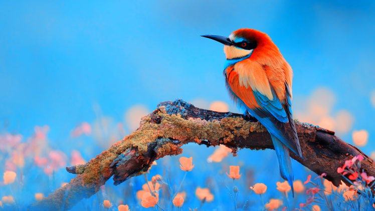 Detail Bird Wallpaper Hd Nomer 21