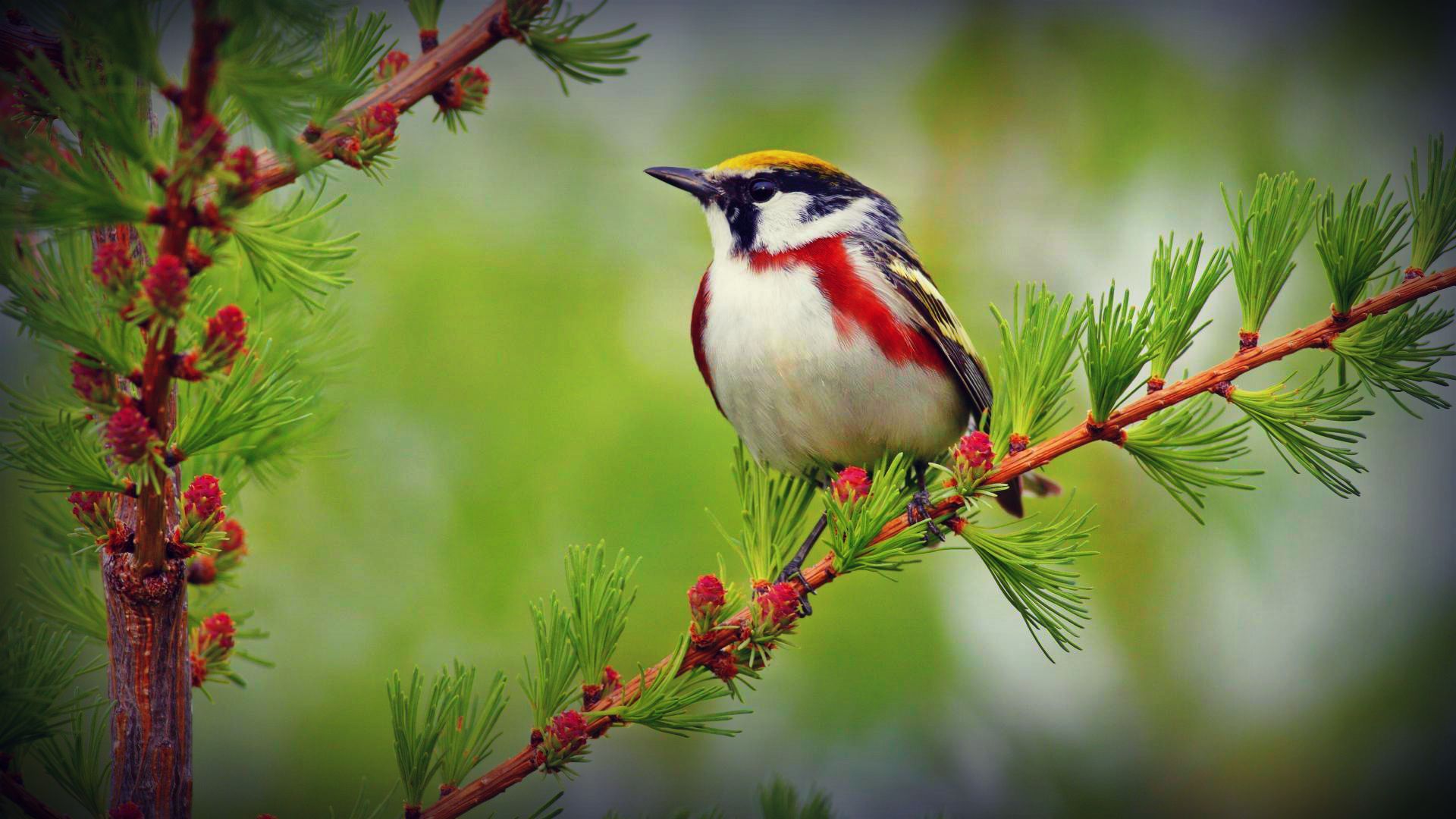 Detail Bird Wallpaper Hd Nomer 23