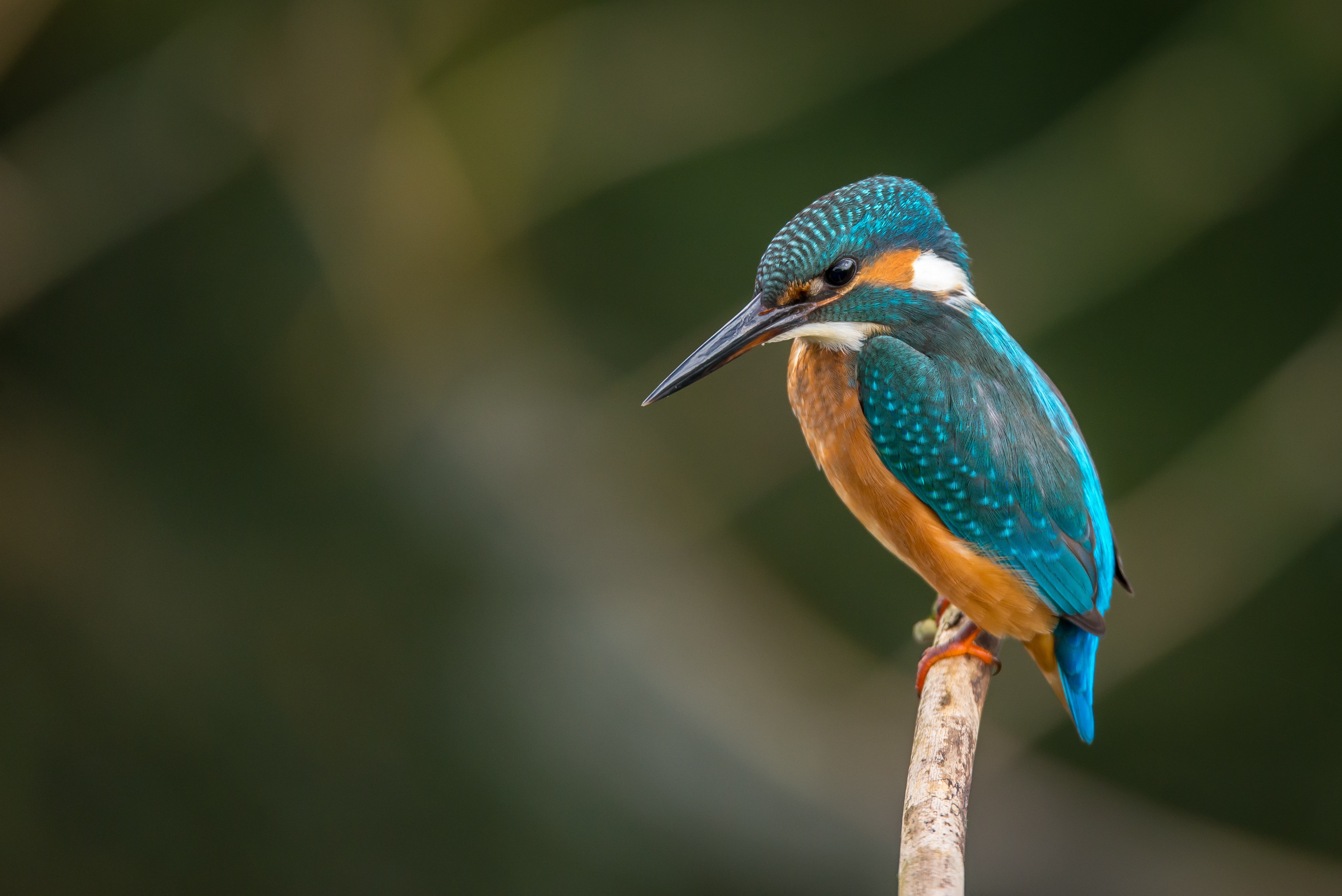Detail Bird Wallpaper Hd Nomer 29