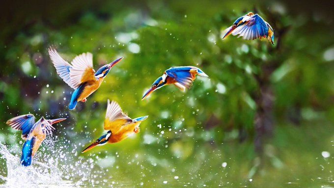 Detail Bird Wallpaper Hd Nomer 4