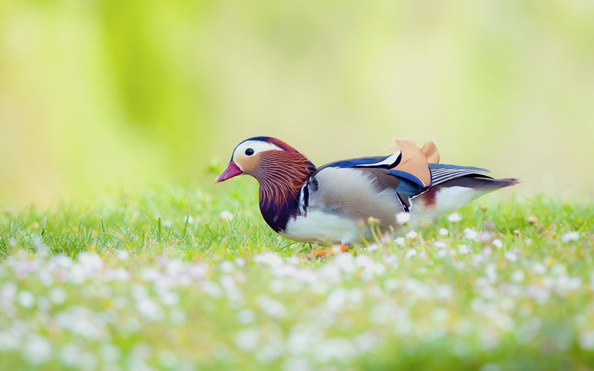 Detail Bird Wallpaper Hd Nomer 34