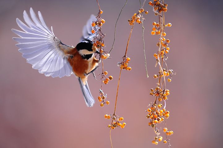 Detail Bird Wallpaper Hd Nomer 35