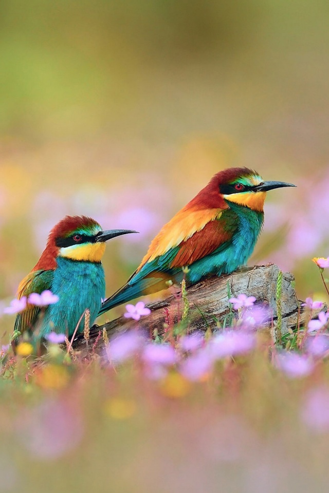 Detail Bird Wallpaper Hd Nomer 36