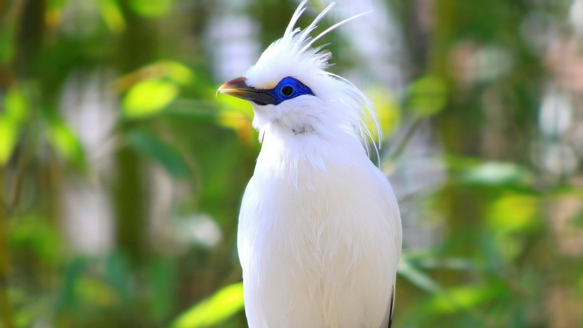 Detail Bird Wallpaper Hd Nomer 37