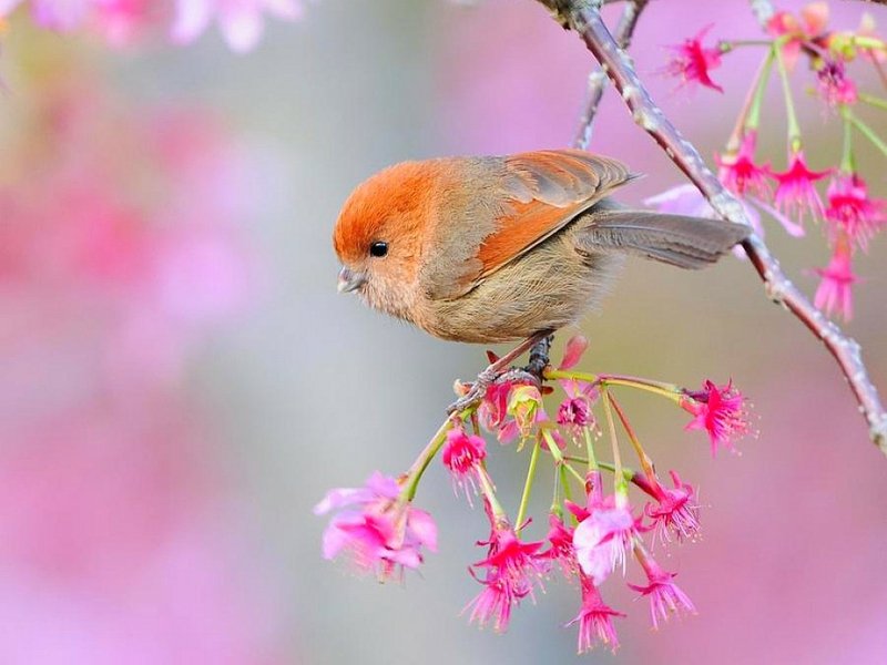 Detail Bird Wallpaper Hd Nomer 41