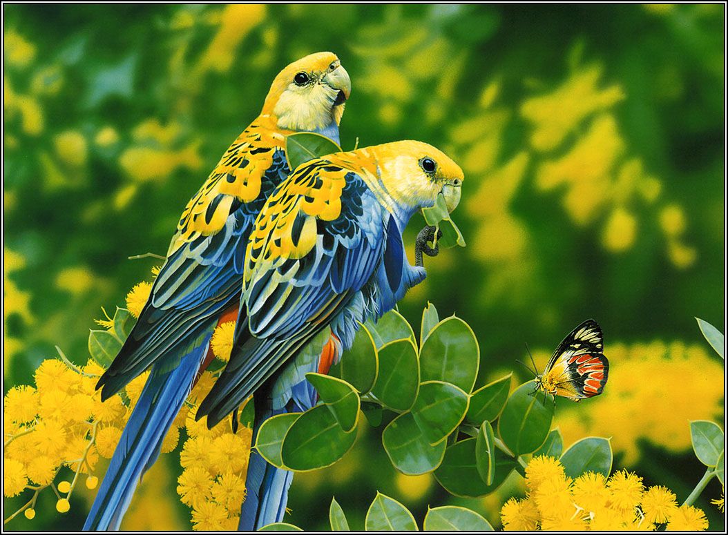 Detail Bird Wallpaper Hd Nomer 48