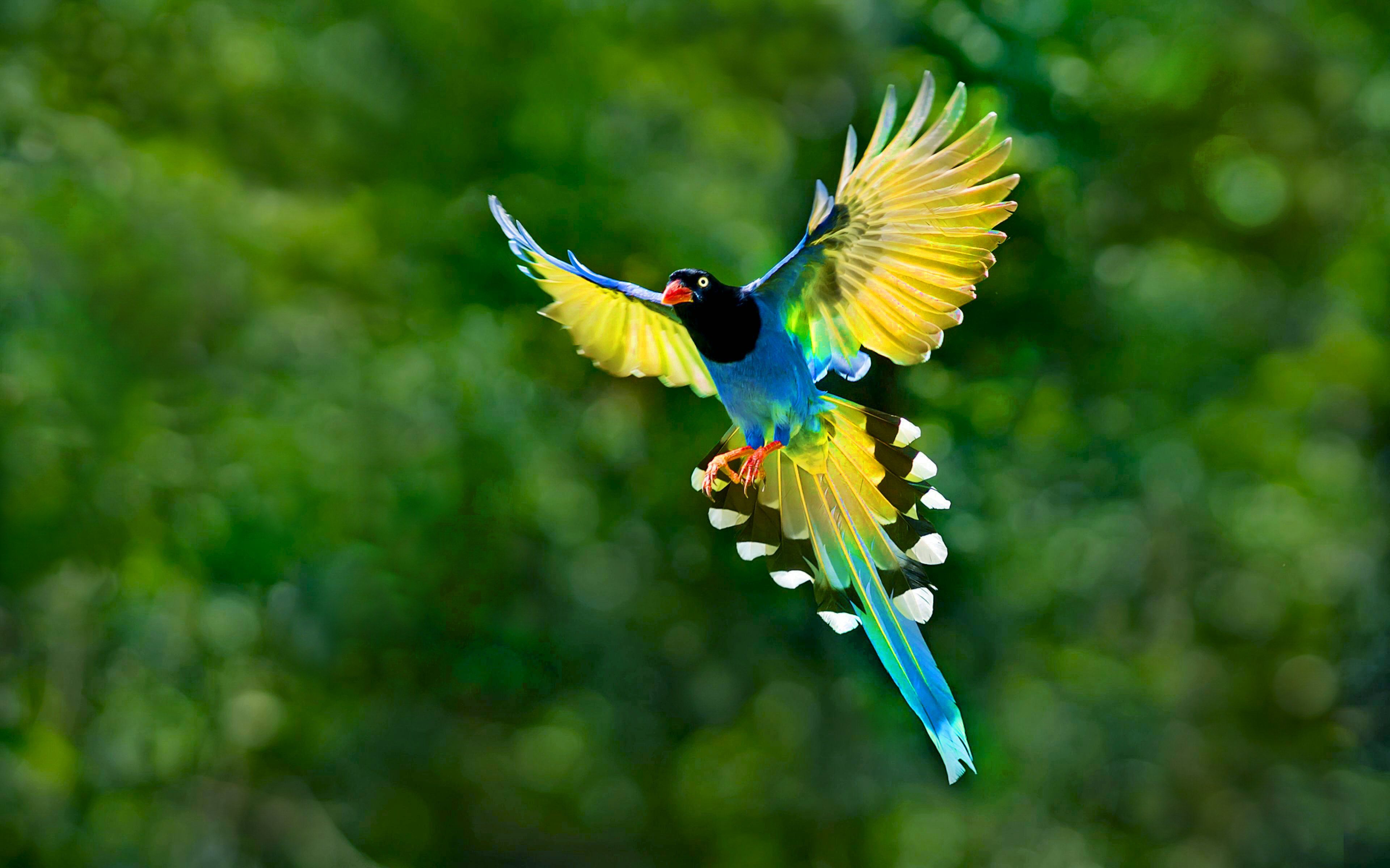 Detail Bird Wallpaper Hd Nomer 6