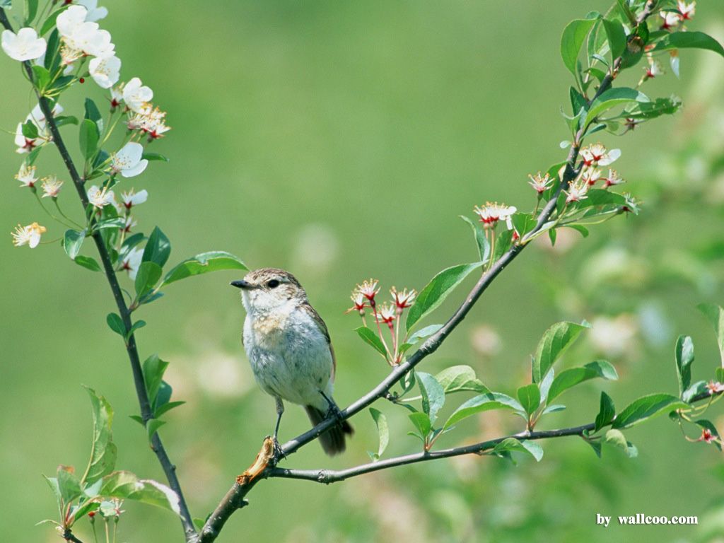 Detail Bird Wallpaper Hd Nomer 51