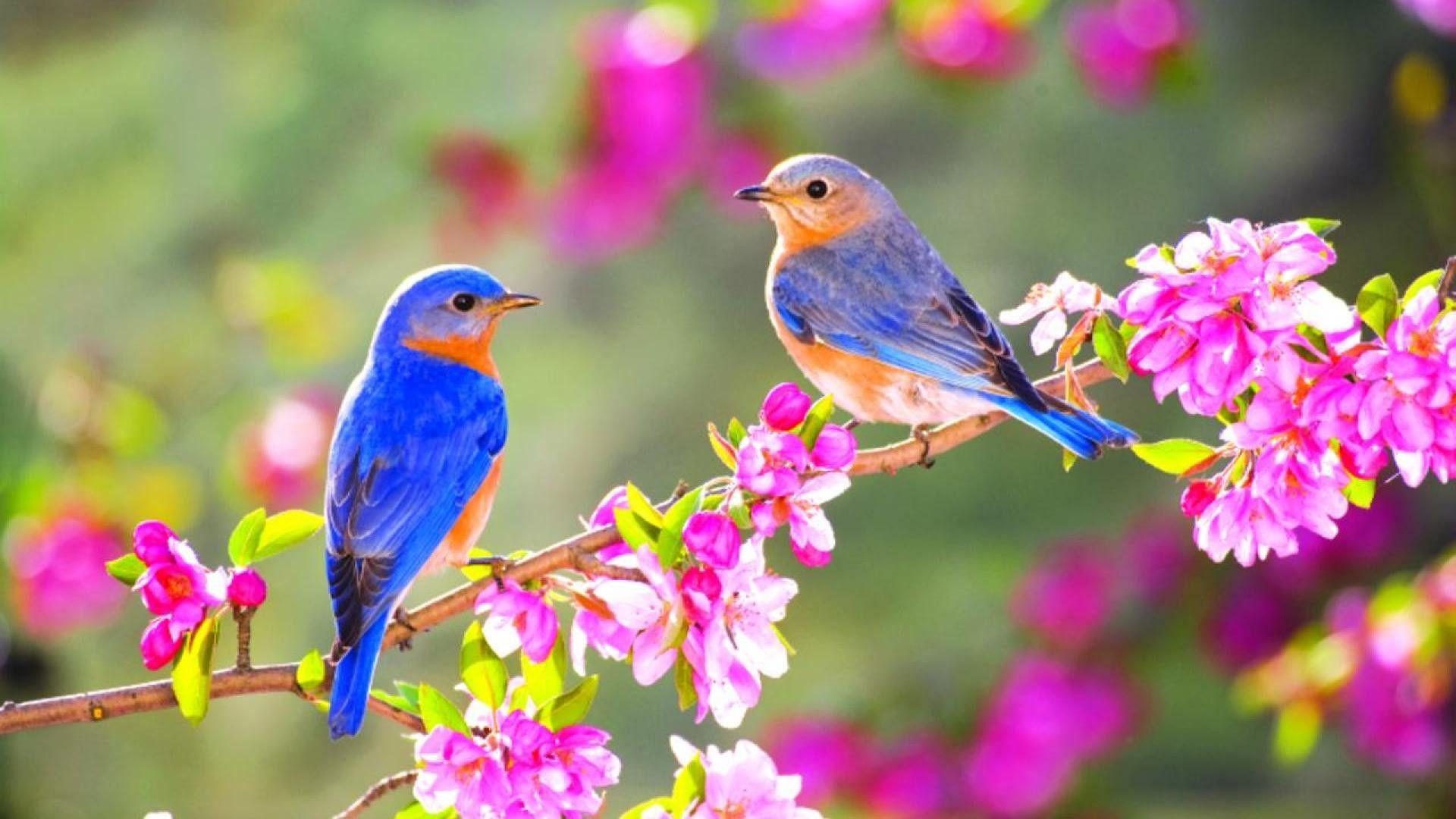 Detail Bird Wallpaper Hd Nomer 10