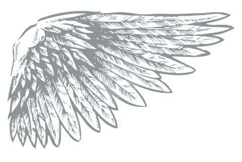 Detail Bird Wing Outline Nomer 3