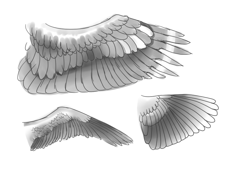 Detail Bird Wing Outline Nomer 33