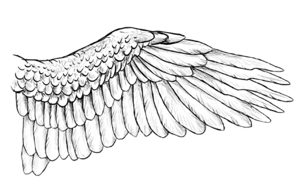 Detail Bird Wing Outline Nomer 10