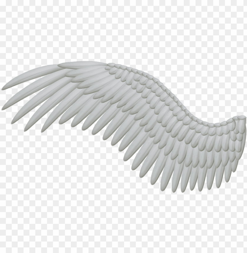 Detail Bird Wing Png Nomer 3