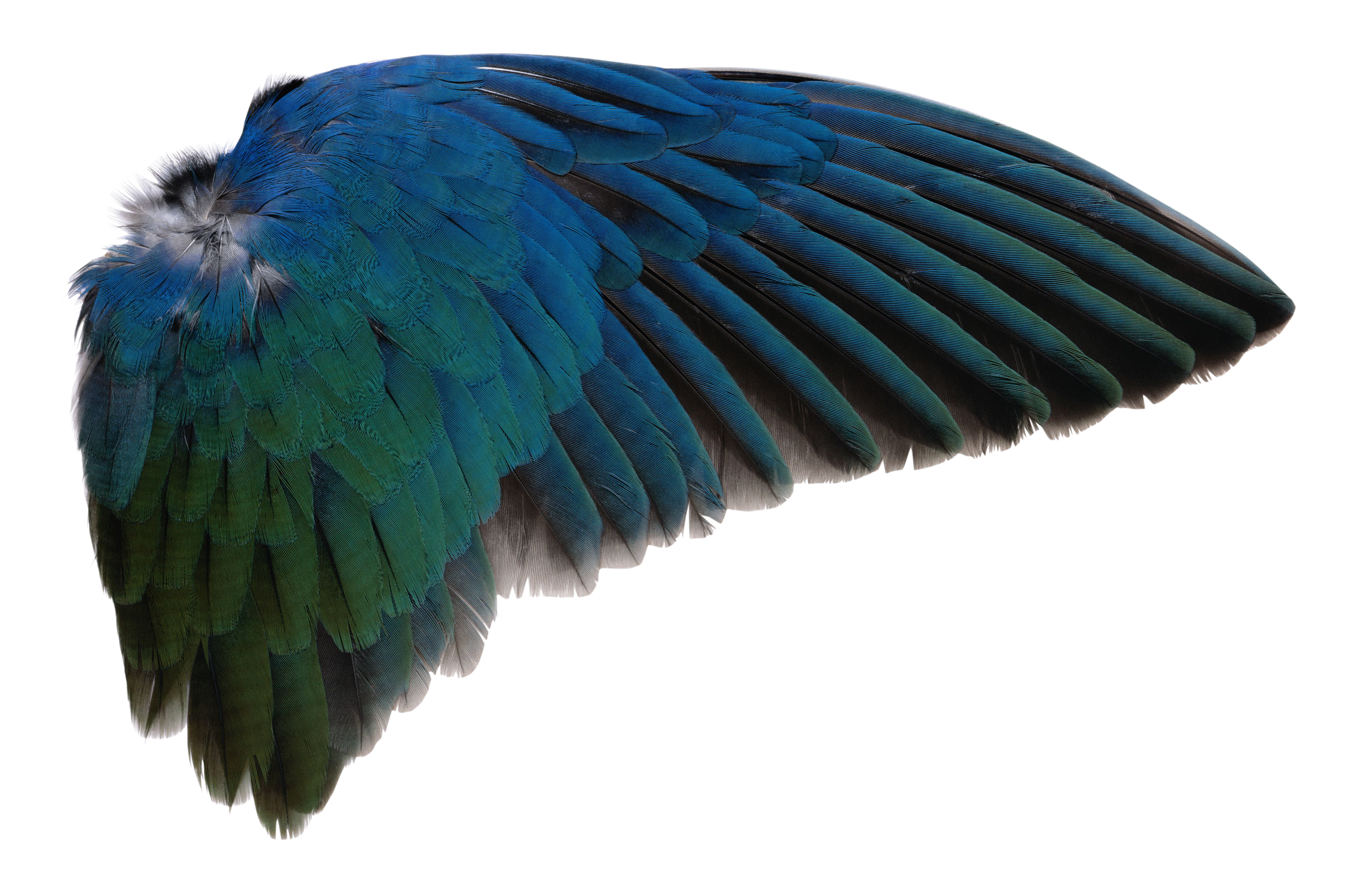 Detail Bird Wing Png Nomer 4