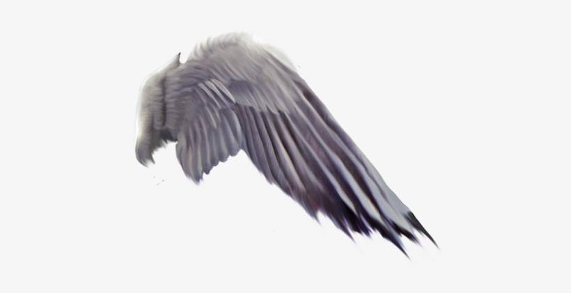 Detail Bird Wing Png Nomer 5