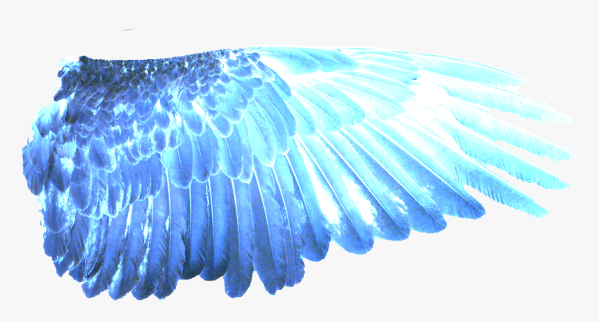Detail Bird Wing Png Nomer 49