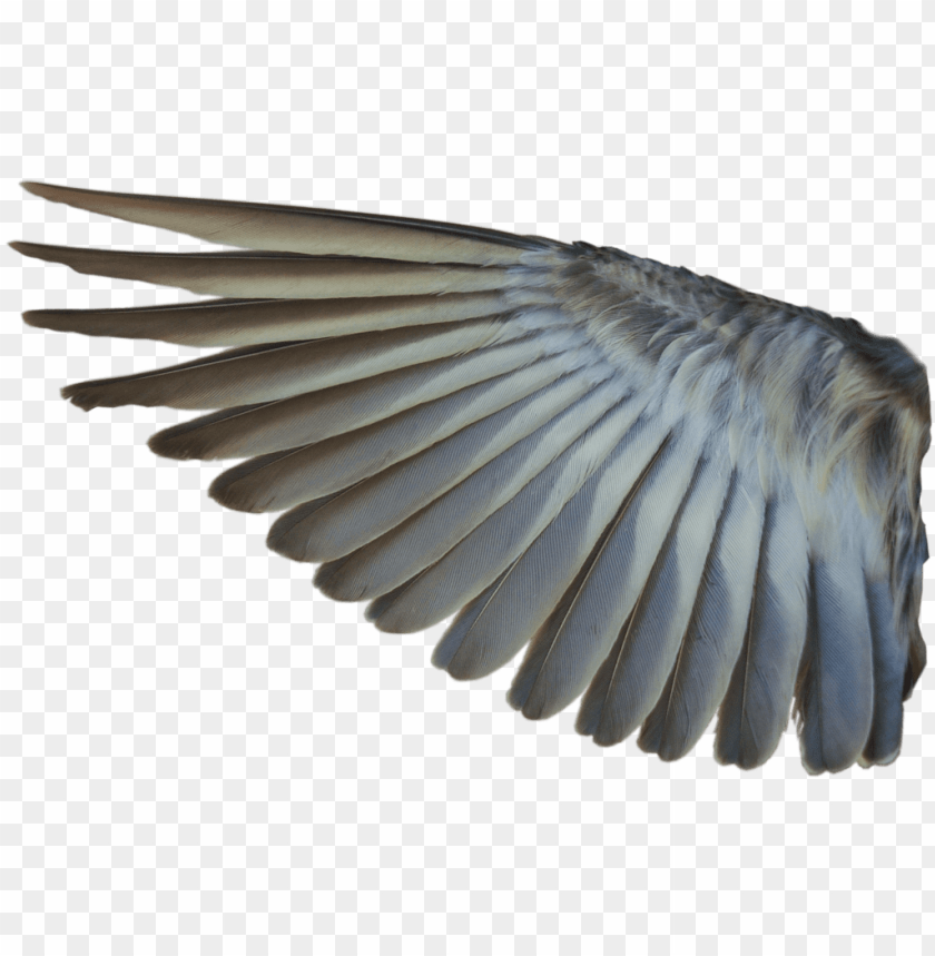 Detail Bird Wings Png Nomer 2