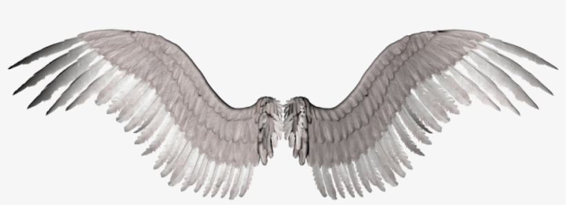 Detail Bird Wings Png Nomer 23