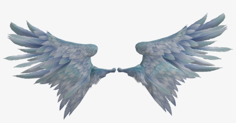 Detail Bird Wings Png Nomer 24