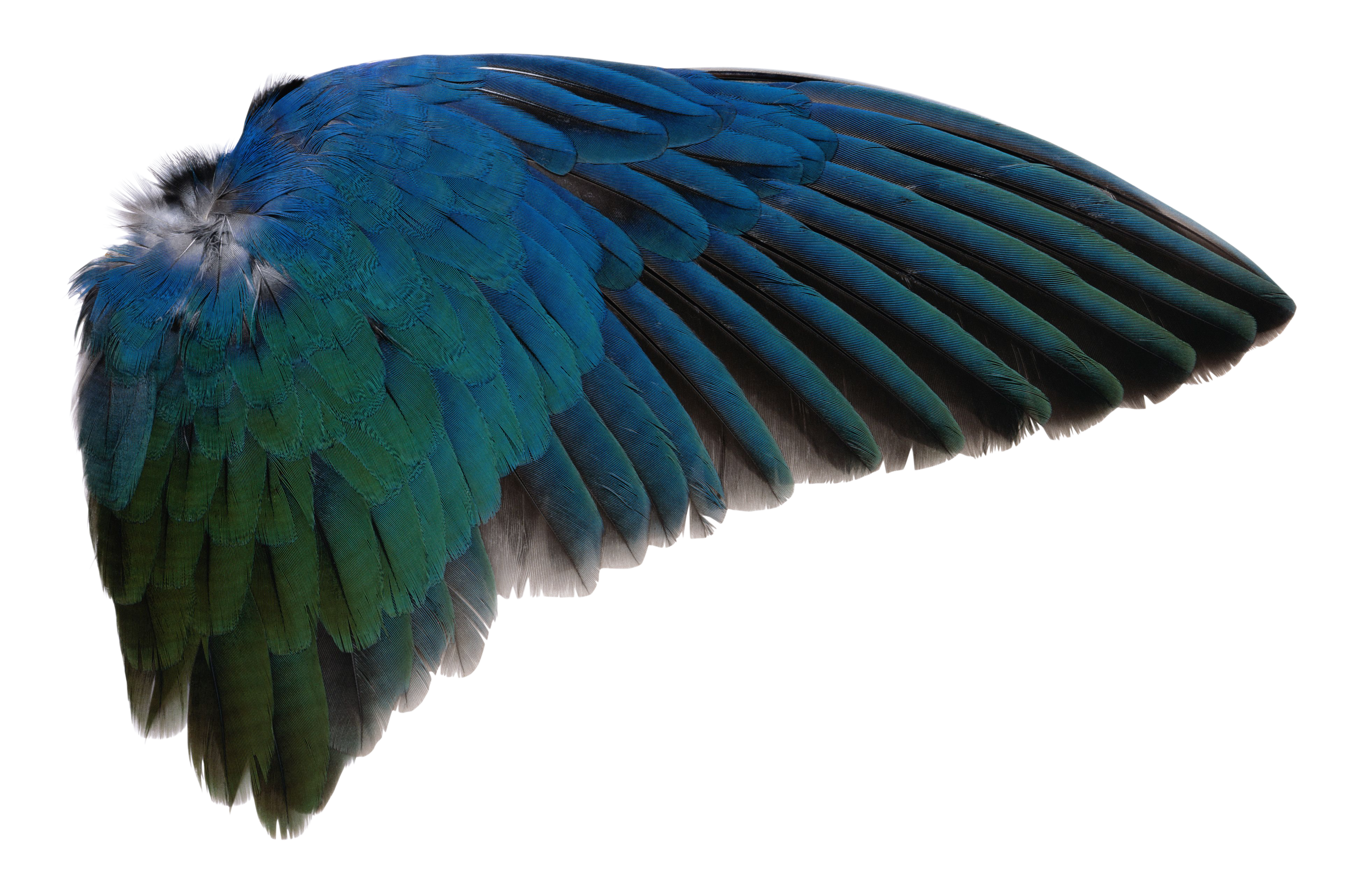 Detail Bird Wings Png Nomer 4