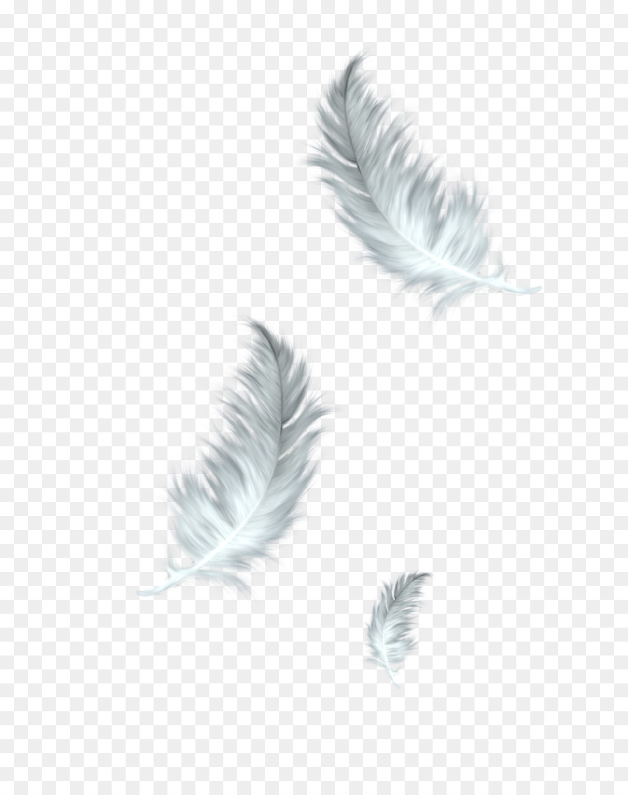 Detail Bird Wings Png Nomer 42