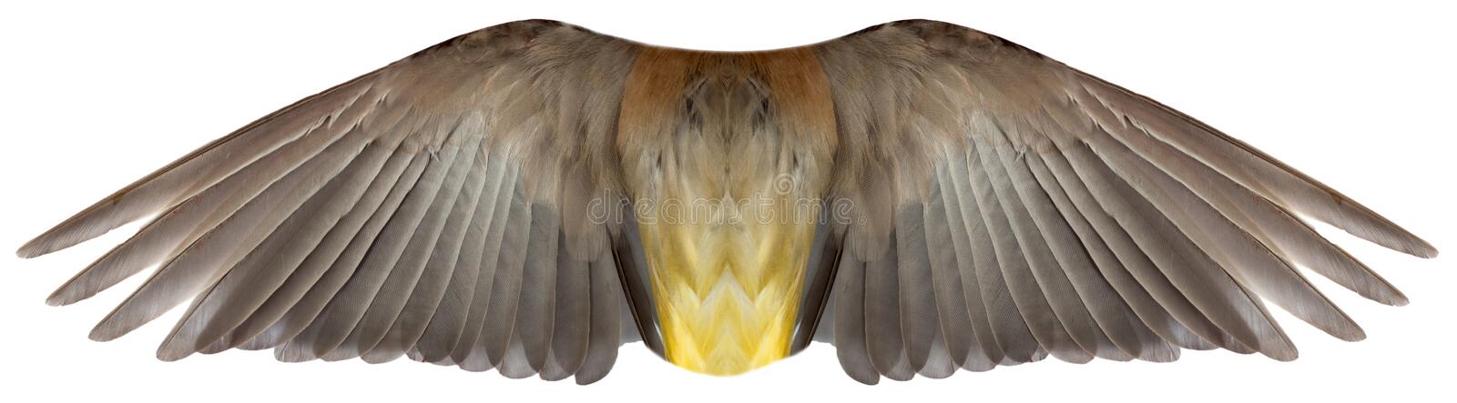 Detail Bird Wings Png Nomer 46