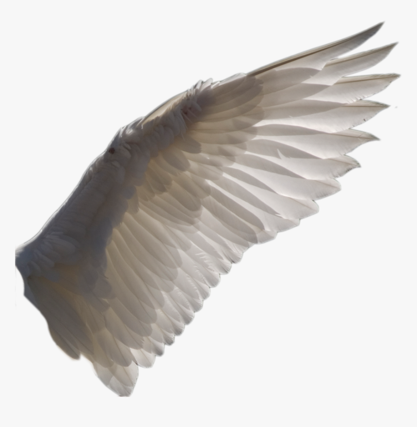 Detail Bird Wings Png Nomer 5