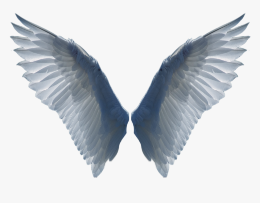 Detail Bird Wings Png Nomer 7