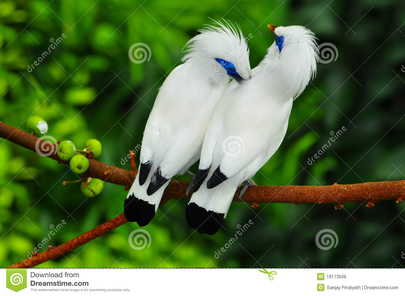 Detail Birds Download Nomer 13