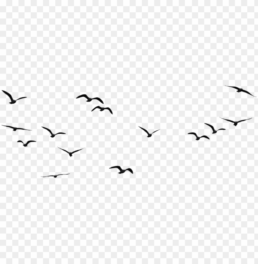 Detail Birds Fly Png Nomer 12