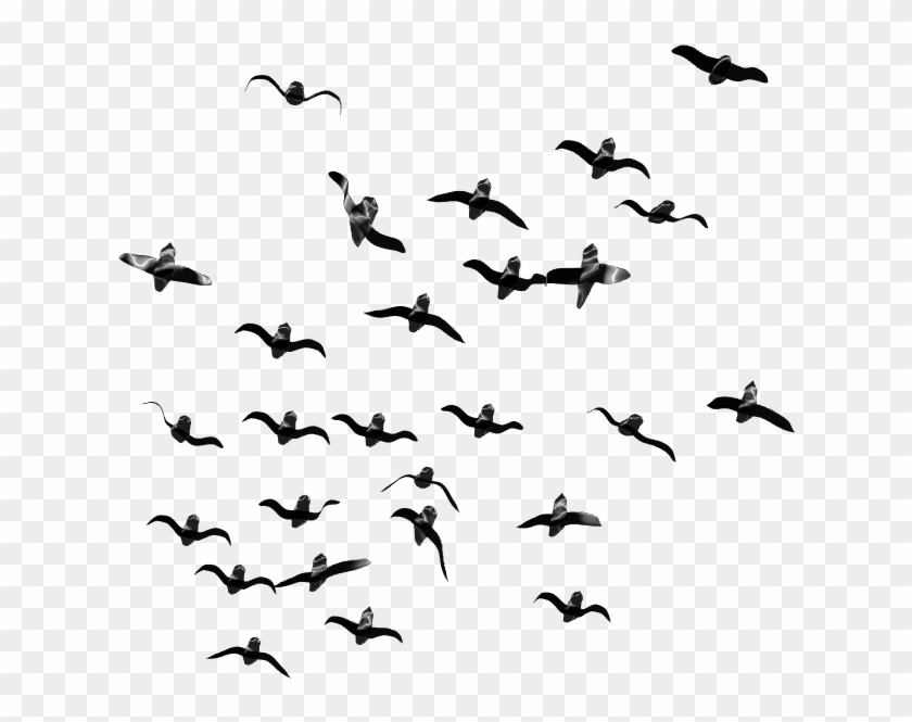 Detail Birds Fly Png Nomer 25