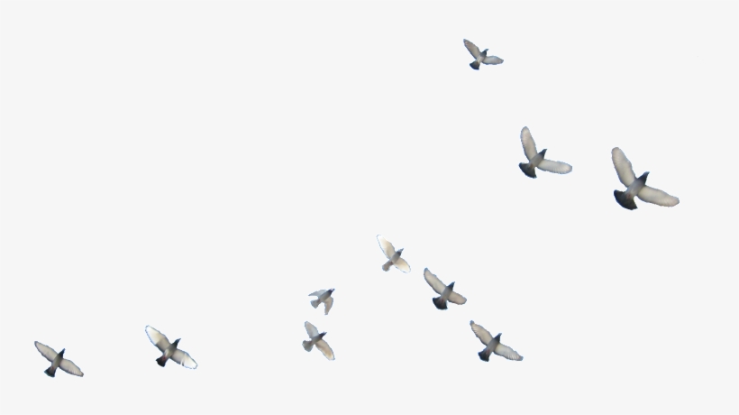 Detail Birds Fly Png Nomer 30