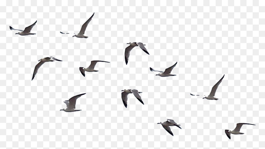 Detail Birds Fly Png Nomer 37